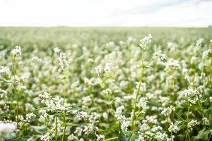 Products: Buckwheat Cereals Wesco Seeds