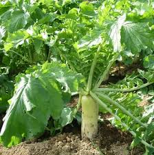 Products: Daikon Radish Brassicas, Radish/Chard Wesco Seeds