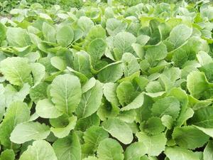Hunter Brassicas, Forage Wesco Seeds