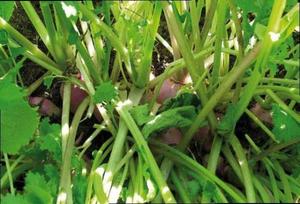 Green Globe Brassicas, Turnip Wesco Seeds