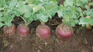 Products: Doon Major Brassicas, Swede Wesco Seeds