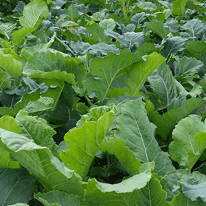 Coleor Brassicas, Kale Wesco Seeds