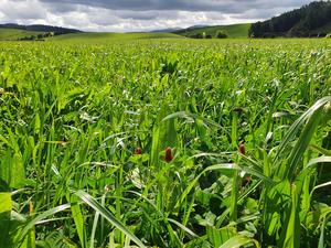 Elite Saxon Nutri-Pak Forage Meadow/Pasture Mix Elite Seed Mixes Wesco Seeds