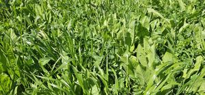 Products: Elite Saxon Nutri-Pak Plus Elite Seed Mixes Wesco Seeds