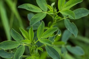 Products: Capricorn Lucerne Wesco Seeds