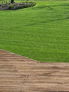 Houston Turf Ryegrass Lawn Seed Wesco Seeds