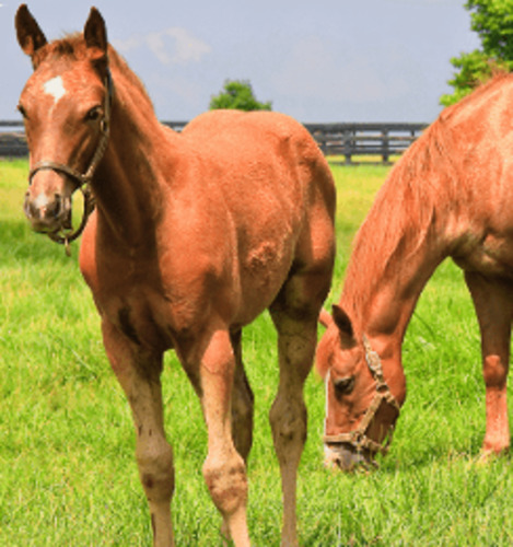 Horse Master Plus Classic Wesco Seed Mixes, Lifestyle Mixes Wesco Seeds