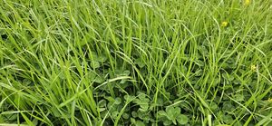 Products: Premium Lifestyle Mix Classic Wesco Seed Mixes, Lifestyle Mixes Wesco Seeds