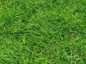 Standard Lifestyle Mix Classic Wesco Seed Mixes, Lifestyle Mixes Wesco Seeds