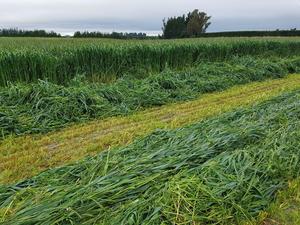 Fascinate/Maxum Oats Classic Wesco Seed Mixes, Italian Mixes Wesco Seeds