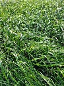 Products: Italian Multiblend Classic Wesco Seed Mixes, Italian Mixes Wesco Seeds