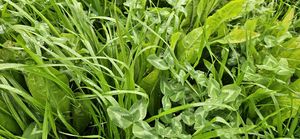 Products: Chicory King Pak Classic Wesco Seed Mixes, Legume Blends Wesco Seeds