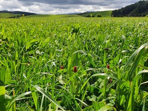 Elite Chicory/Plantain/White Clover/Red Clover Mix Legume Blends Wesco Seeds