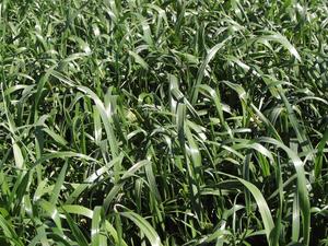 Products: Fascinate Italian, Ryegrasses Wesco Seeds