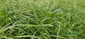 Products: Moata Italian, Ryegrasses Wesco Seeds