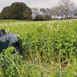 Short Term Seed Mixes: N Boost Cover Crop (Soil Builder Mix)