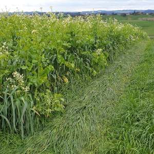 Short Term Seed Mixes: Diverse Winter Grazing Mix