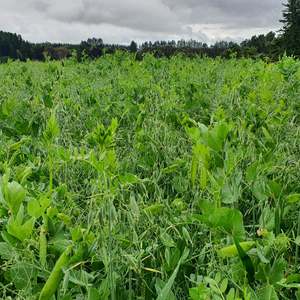 Short Term Seed Mixes: Wesco Protein Pak