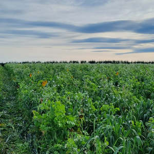Short Term Seed Mixes: Diverse Summer Grazing Mix