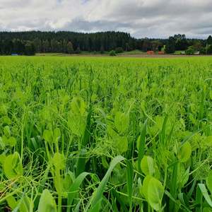Short Term Seed Mixes: Forage Peas & Oats Mix