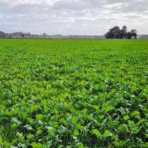 Short Term Seed Mixes: Kingsford Rape/ Italian Ryegrass Mix