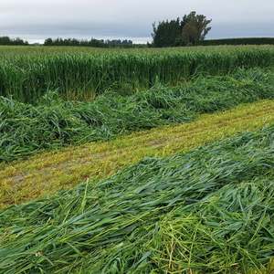 Short Term Seed Mixes: Fascinate / Maxum Oats