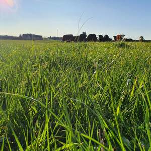 Medium Term Seed Mixes: Pasture Recovery Mix