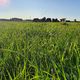 Pasture Recovery Mix