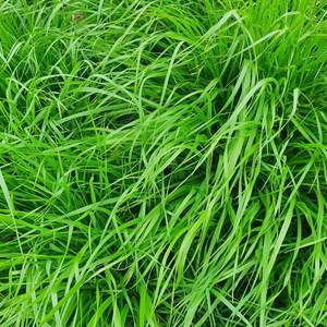 Medium Term Seed Mixes: Italian Value Blend