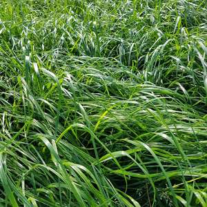 Medium Term Seed Mixes: Italian Multi Blend