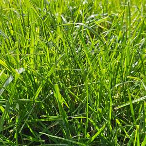 Medium Term Seed Mixes: Elite Booster Blend