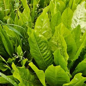 Medium Term Seed Mixes: Chickory King Pak