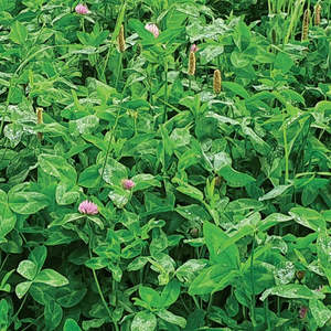 Medium Term Seed Mixes: Meat Maker Blend
