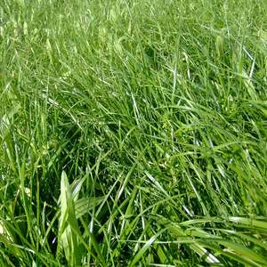 Elite Long Term Seed Mixes: Saxon PPR Dairy Mix