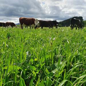Elite Long Term Seed Mixes: Elite Station Mix