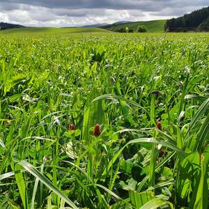 Elite Long Term Seed Mixes: Elite Saxon Nutri Pak Plus