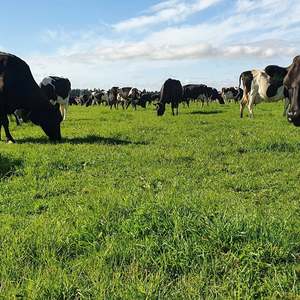Premium Long Term Seed Mixes: Saxon Premium Rye Clover Mix
