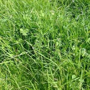 Value Long Term Seed Mixes: Value Sheep & Beef Mix