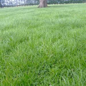 Value Long Term Seed Mixes: Wesco Rye Clover Mix