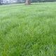 Wesco Rye Clover Mix