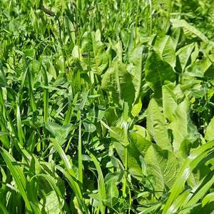 Diverse Seed Mixes: Diverse Meadow Mix