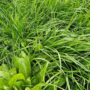 Diverse Seed Mixes: Agrisea Mix