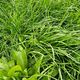 Agrisea Mix