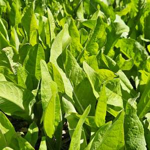Legume Blends: Power Pak