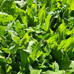 Legume Blends: Premium Power Pak
