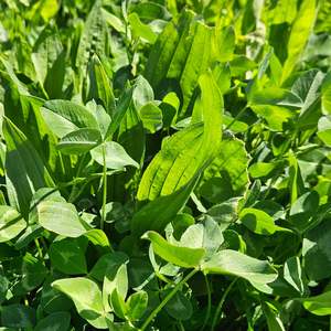 Legume Blends: Wesco Elite Power Pak