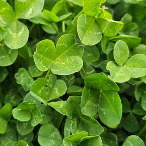 White Clover: Tri-Max White Clover Blend