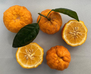 Seeds: Barkley ichandarin – Citrus junos
