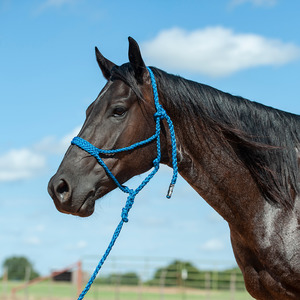 Full: Flat Braid Halter with Leadrope Blue