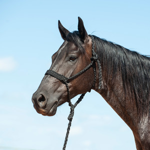 Saddle Horn Bag: Flat Braid Halter with Leadrope Black